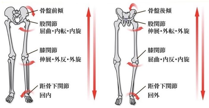 骨盤の傾きから股関節・膝・足部へと連なる下肢の運動連鎖の図